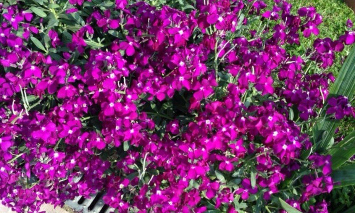 Photo of Outdoor in Mazeres