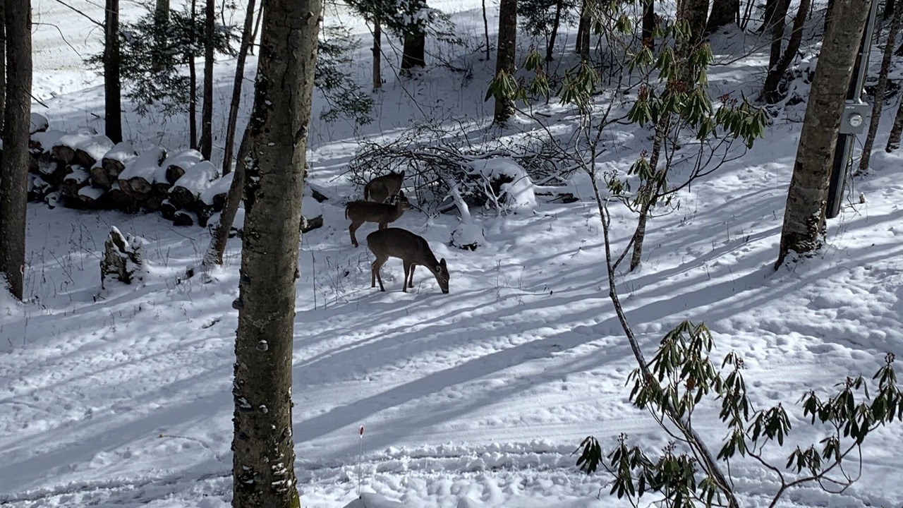 Photo of Outdoor in Beech Mountain