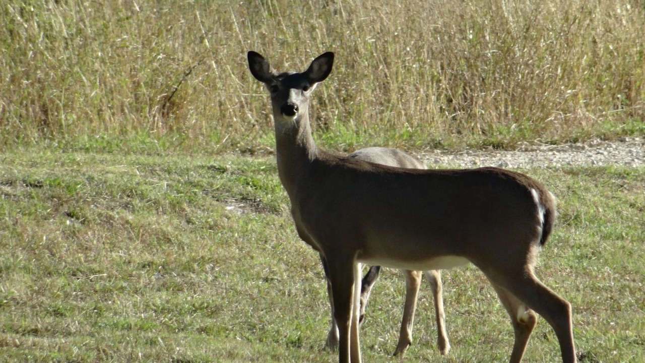 Photo of Outdoor in New Braunfels
