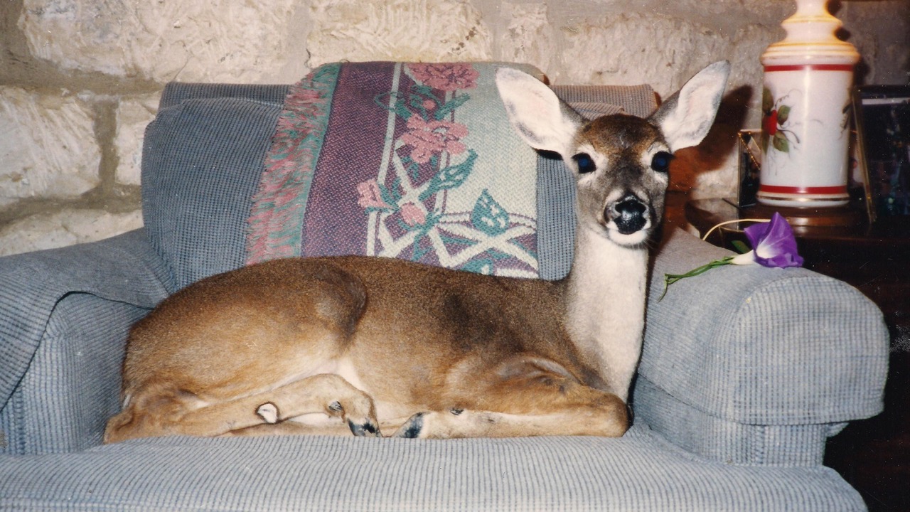 Photo of Others in New Braunfels