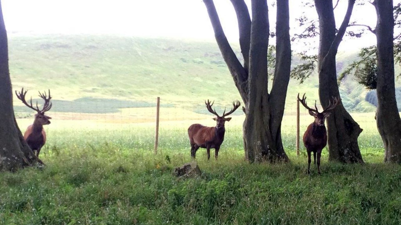 Photo of Others in Gorebridge