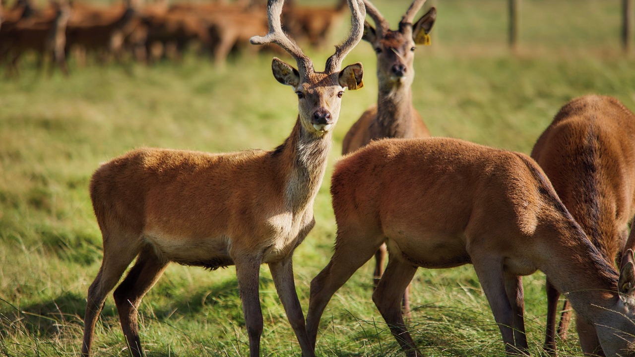 Photo of Others in Gorebridge