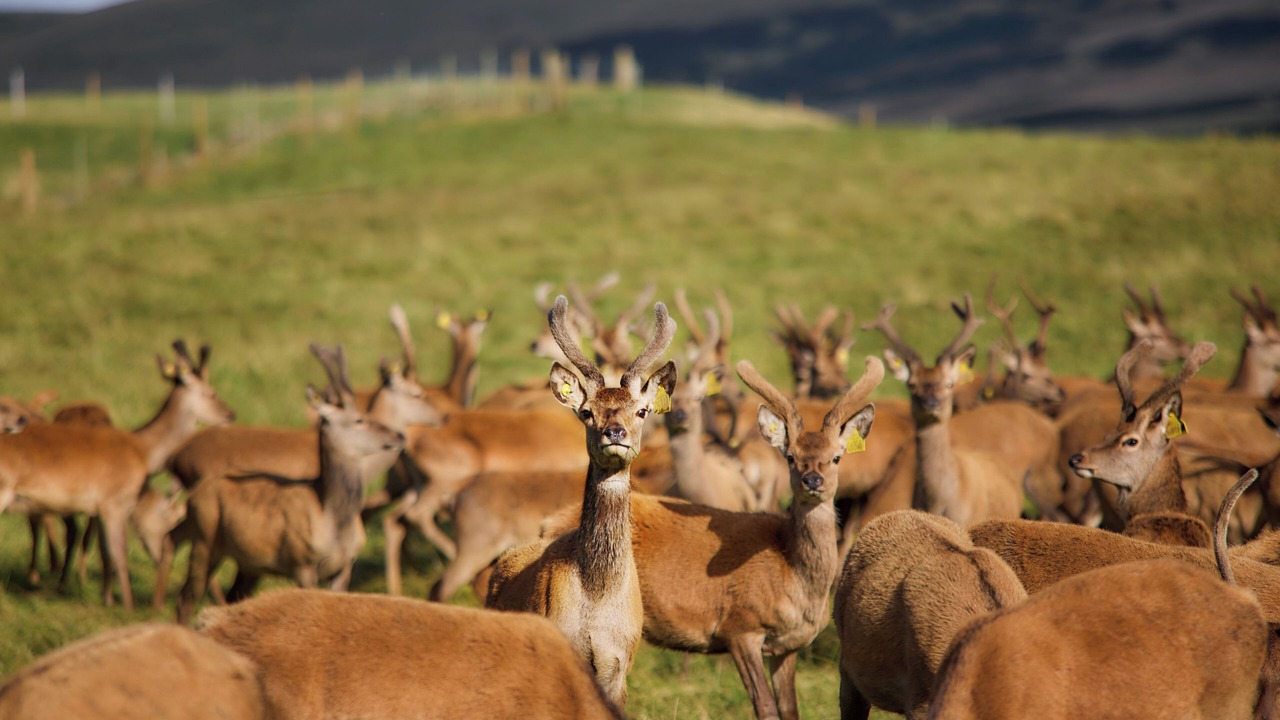 Photo of Others in Gorebridge