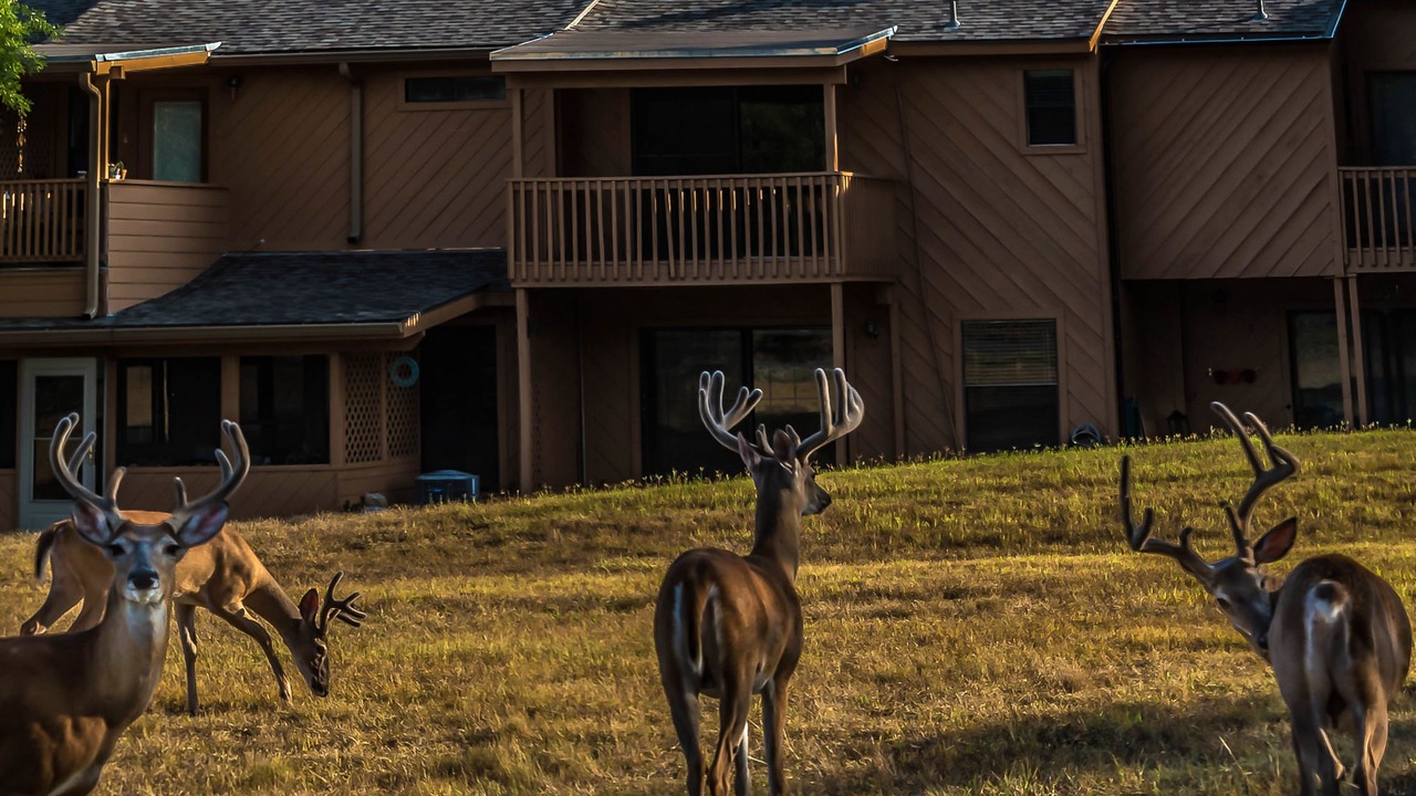 Photo of Outdoor in Wimberley