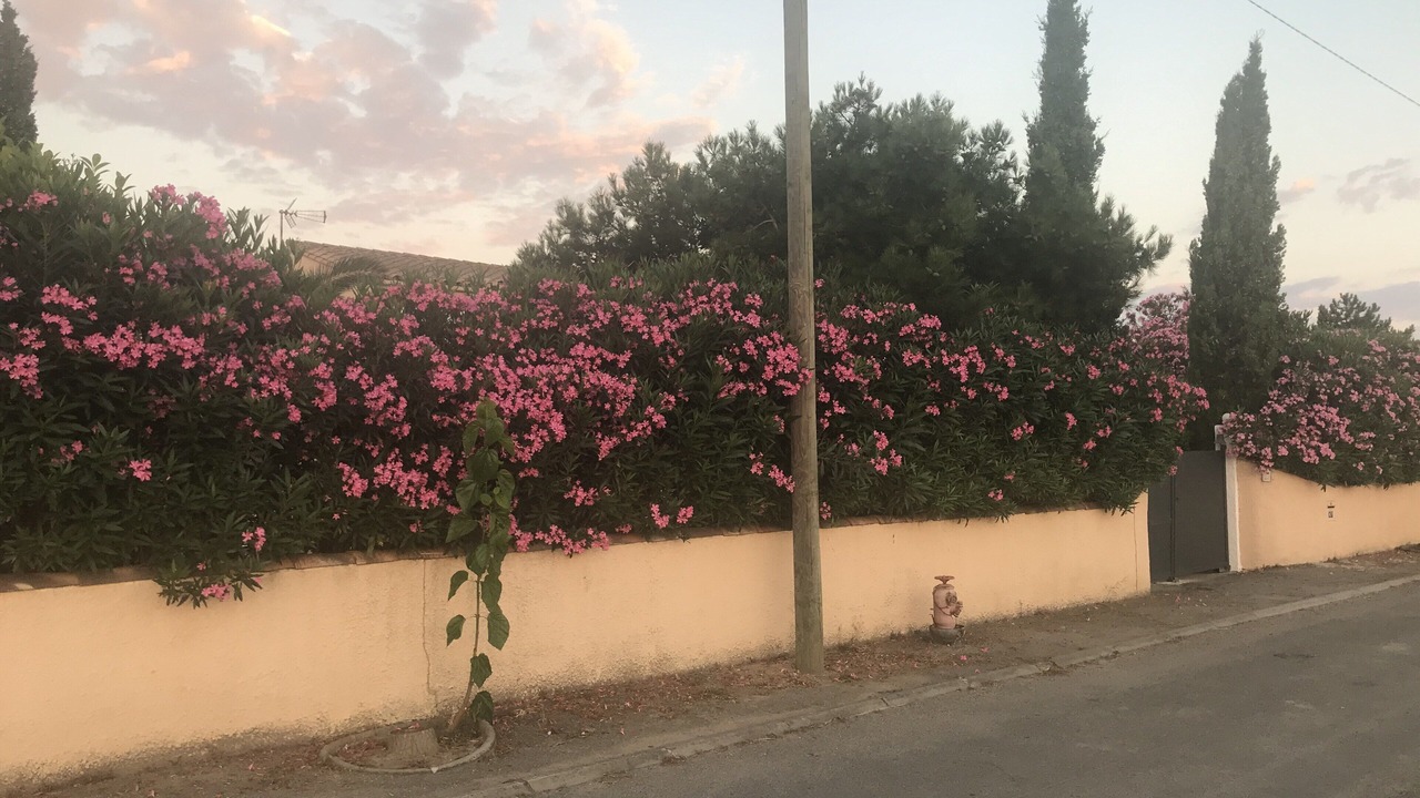 Photo of Outdoor in Cuxac-dʼAude