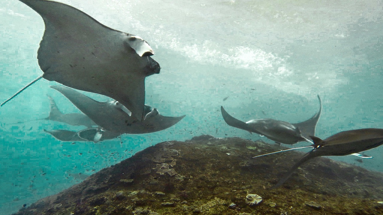 Photo of Others in Jungut Batu