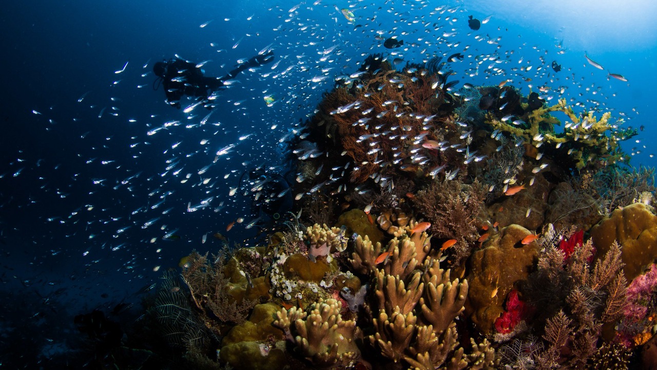 Photo of Others in Jungut Batu