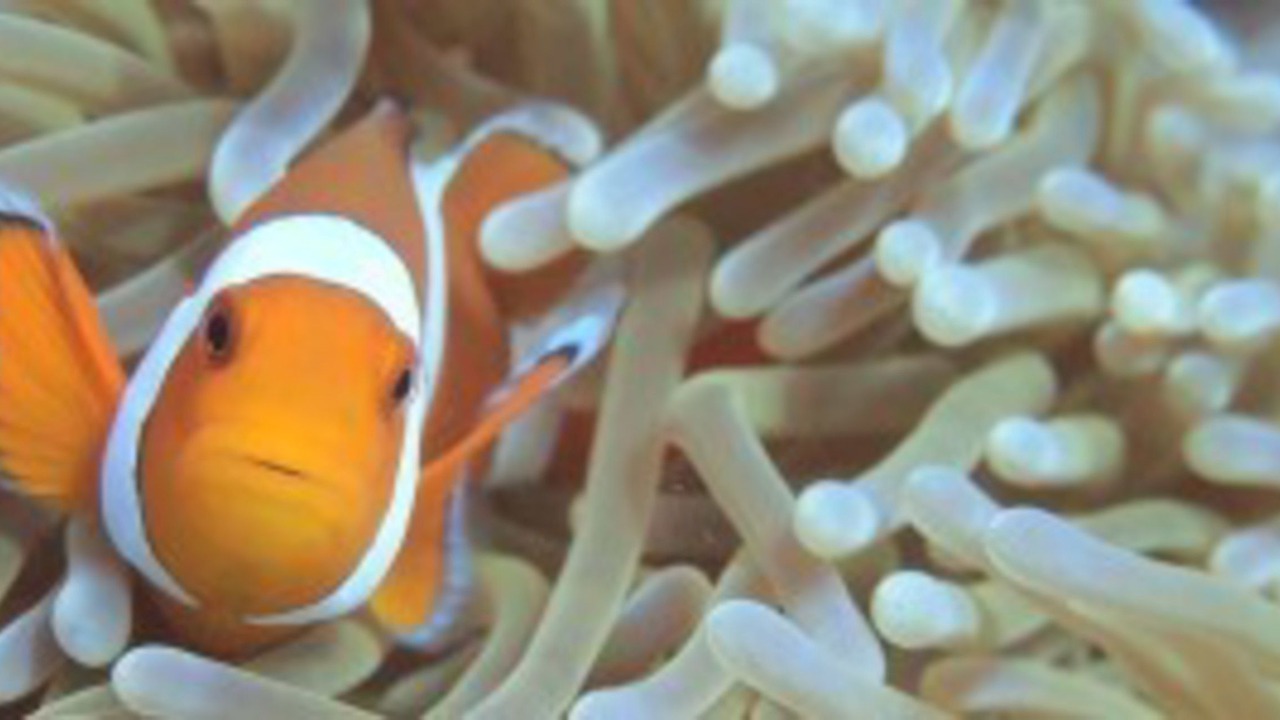 Photo of Others in Jungut Batu