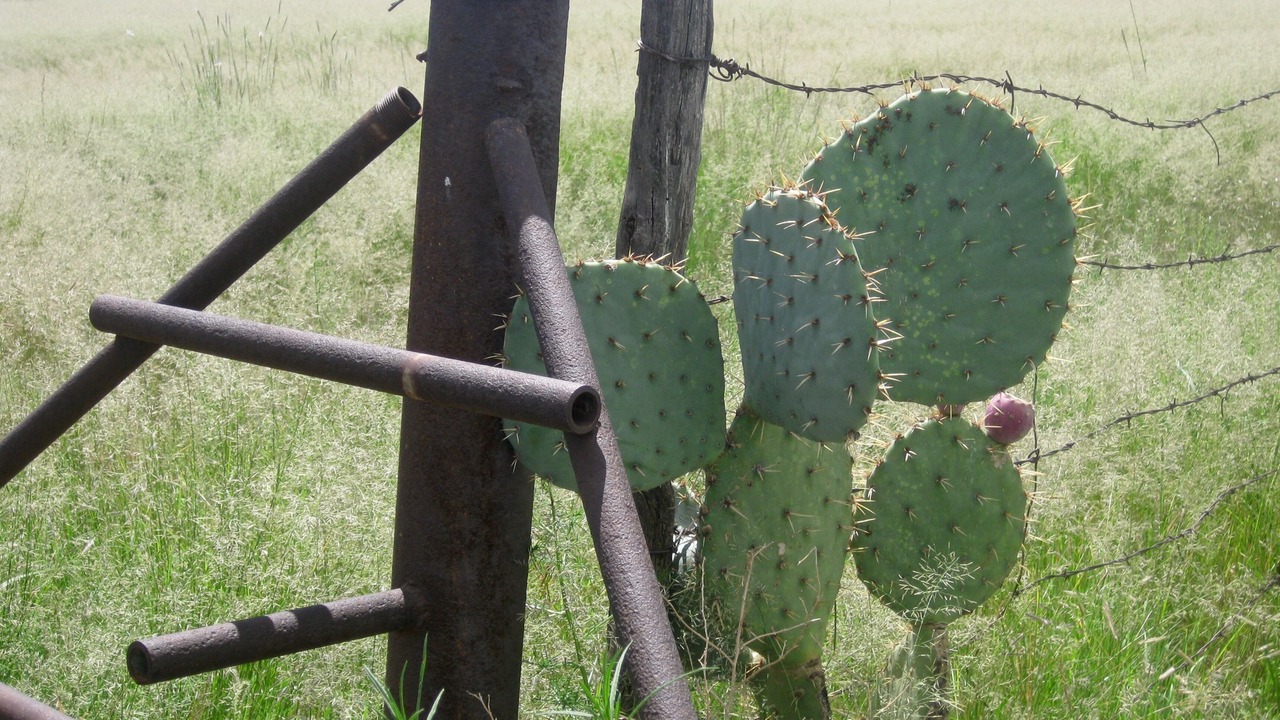 Photo of Outdoor in Pearce