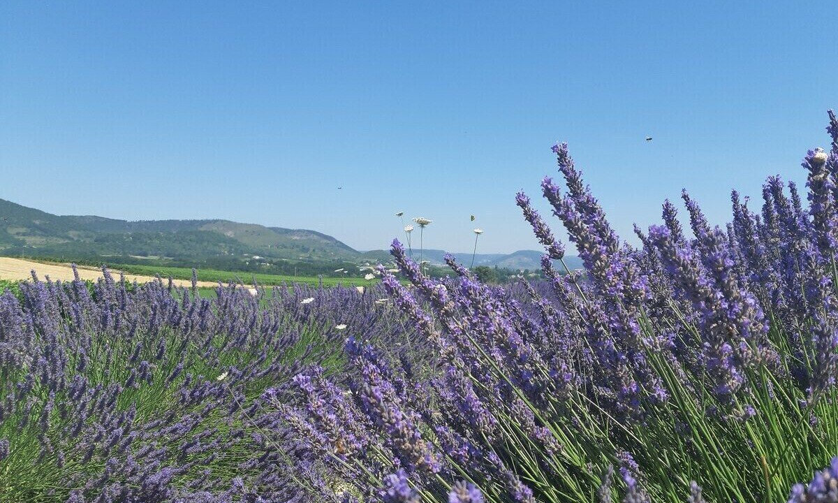 Photo of Outdoor in Alba-la-Romaine
