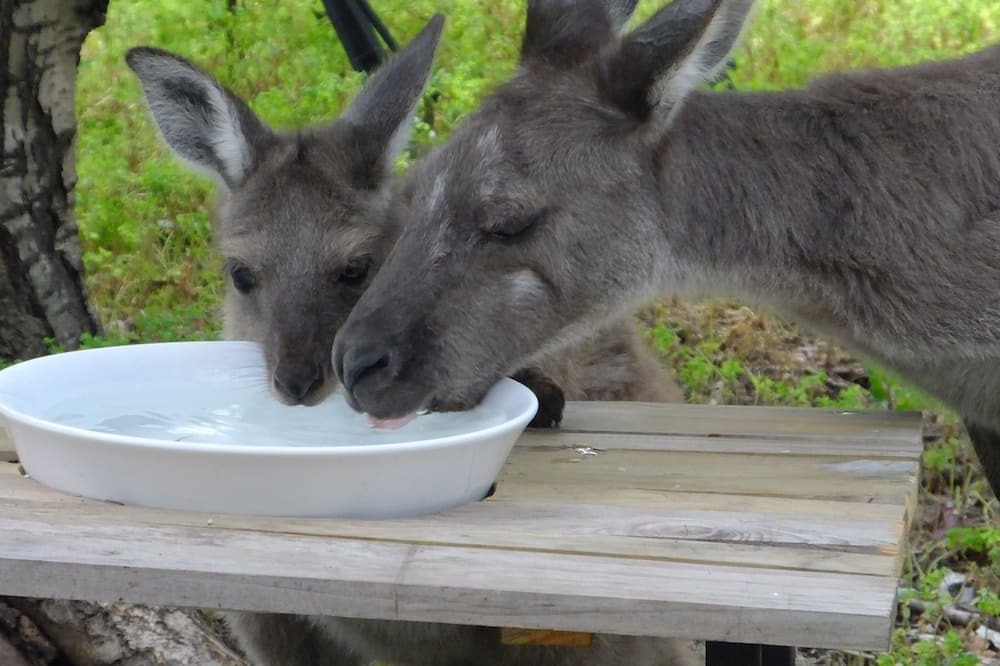 Photo of Outdoor in Deep Creek