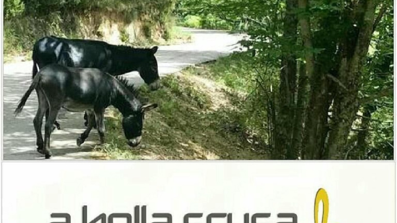 Photo of Others in Bastelica