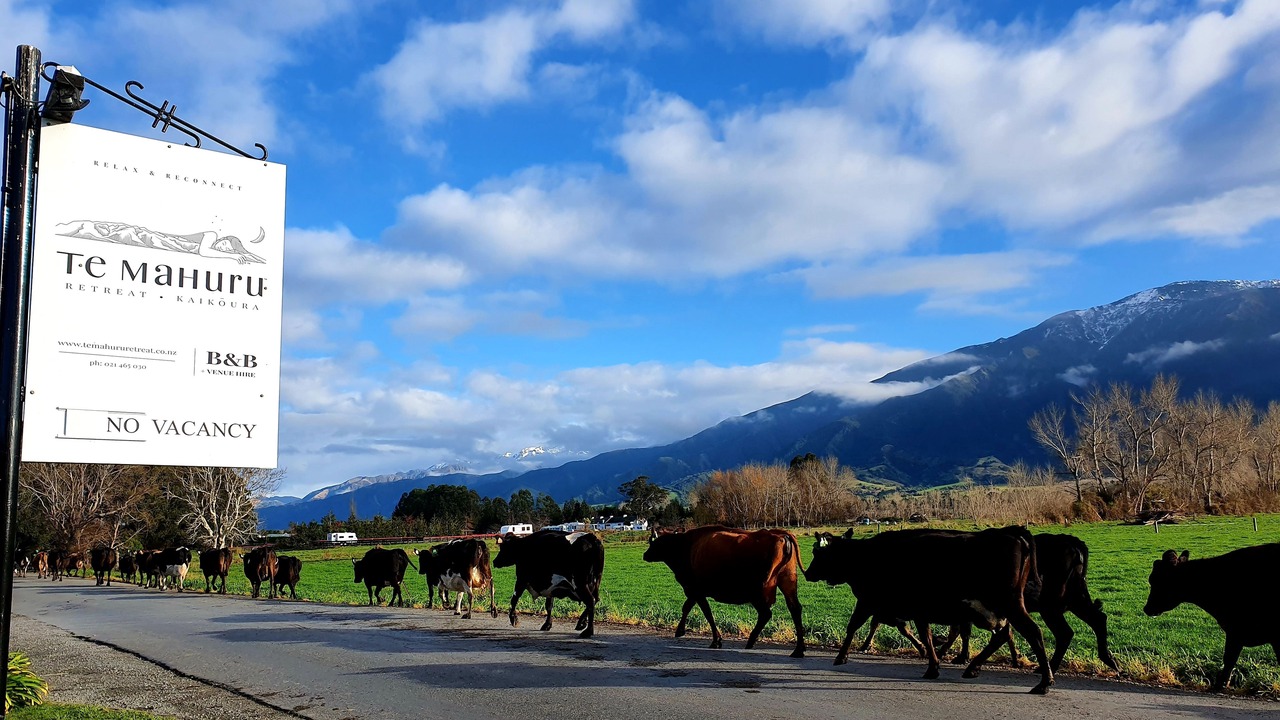 Photo of Outdoor in Kaikoura