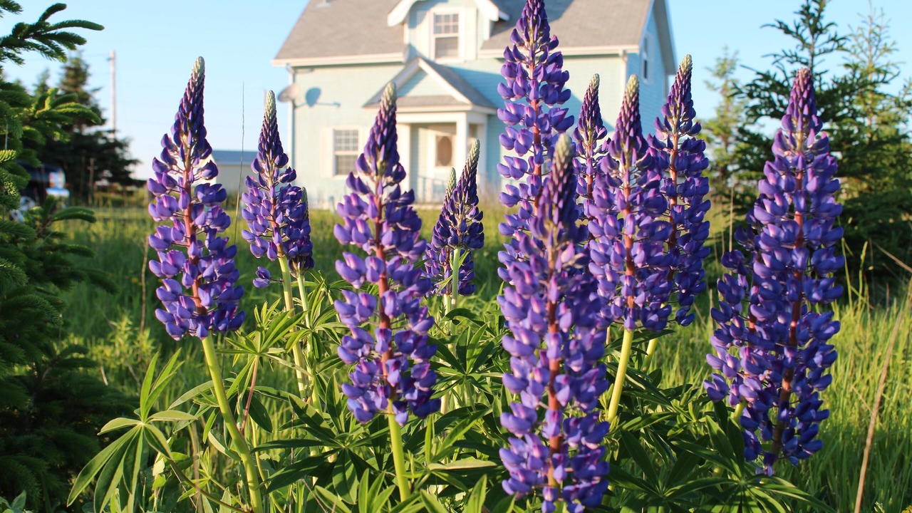 Photo of Outdoor in Cape Traverse