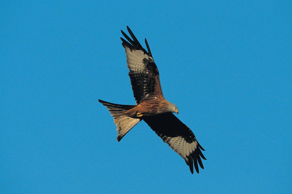 Photo of Others in Llansantffraed