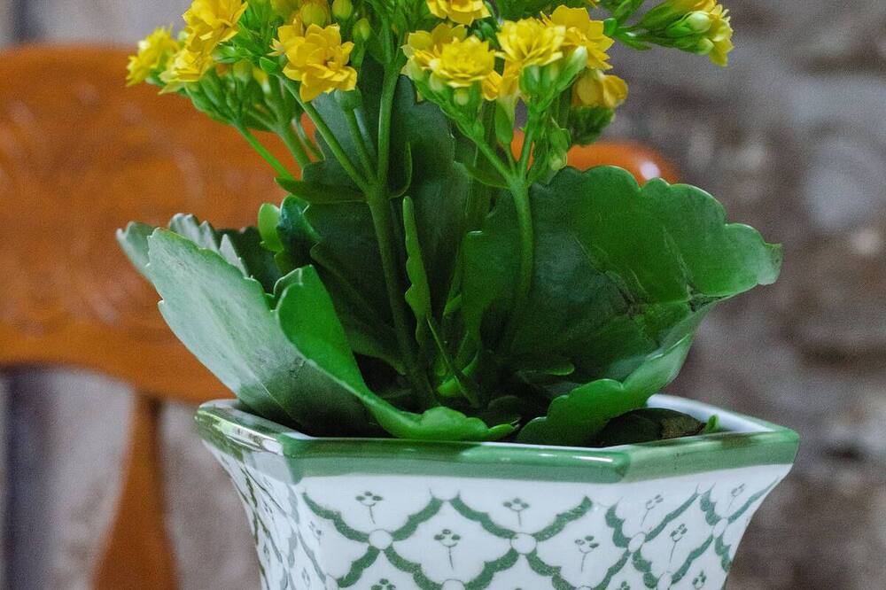 Photo of Others in Llanerchymedd