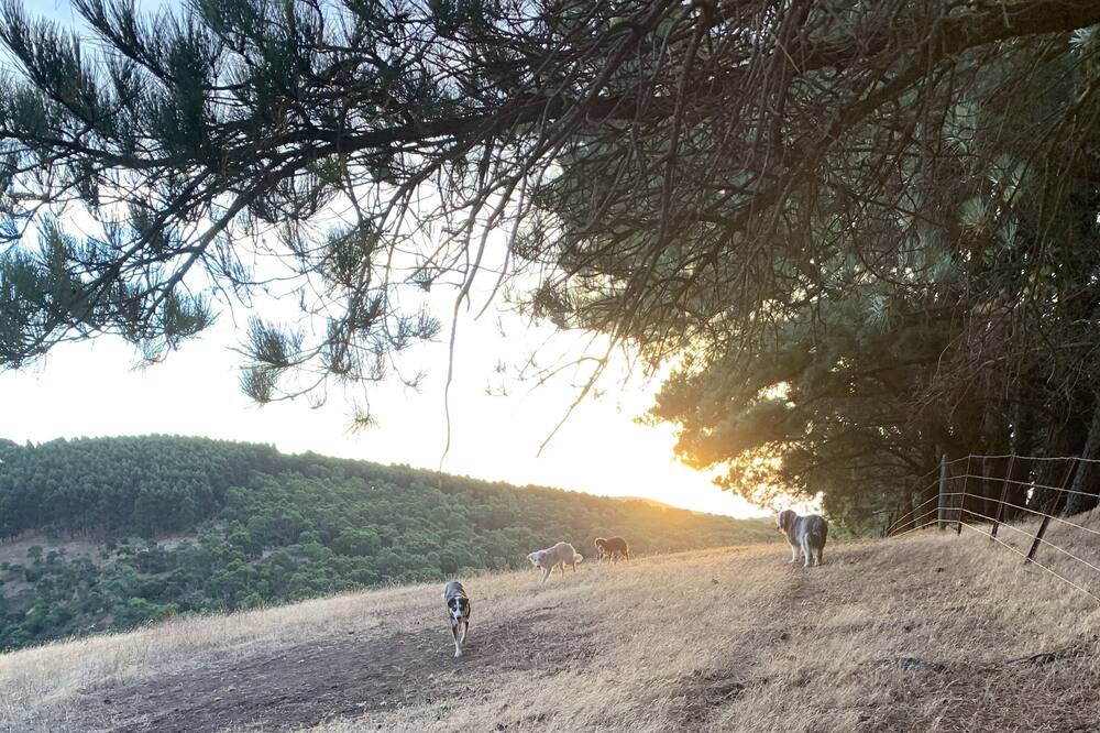Photo of Others in Willunga South