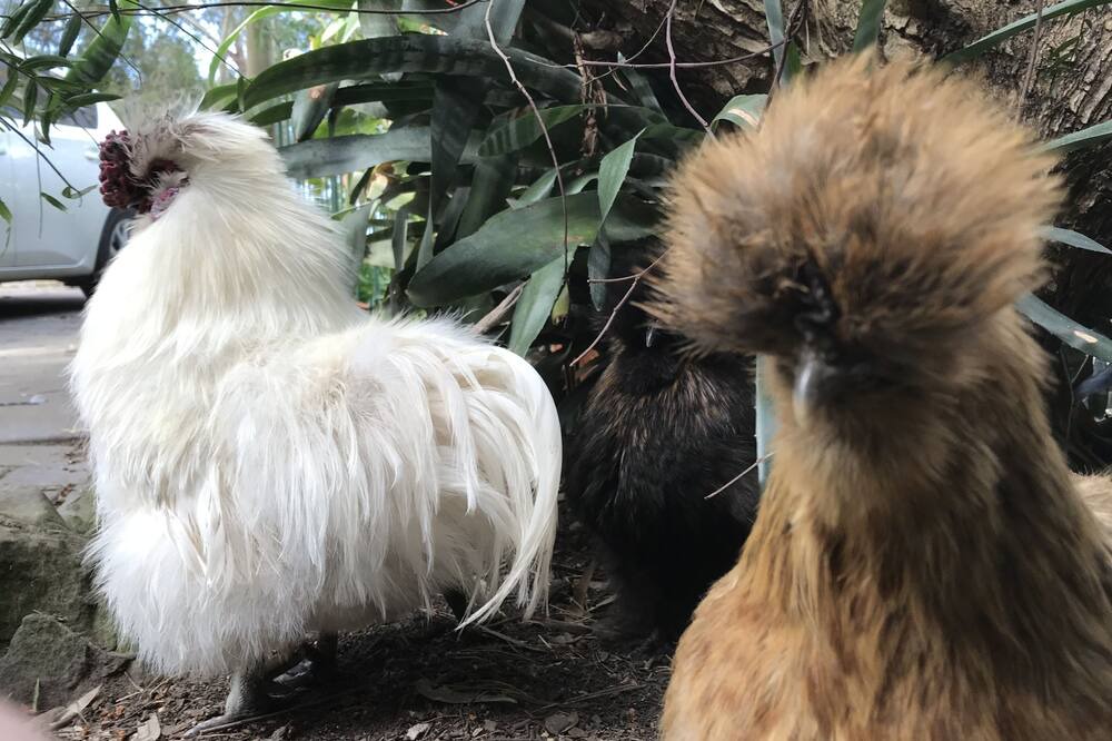 Photo of Others in Willunga South