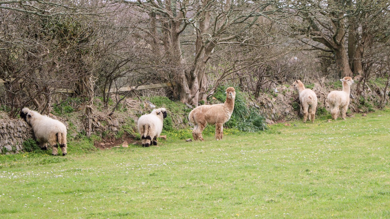 Photo of Others in Goldsithney