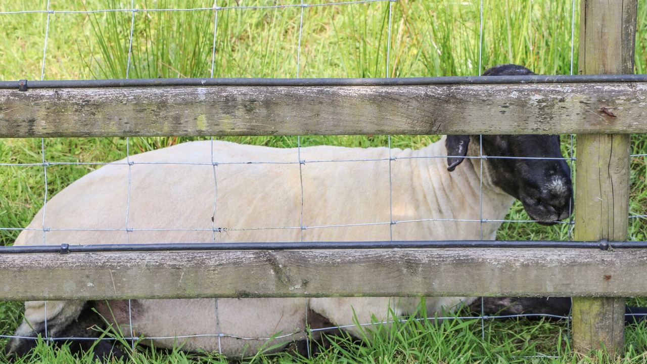 Photo of Others in Llandysul