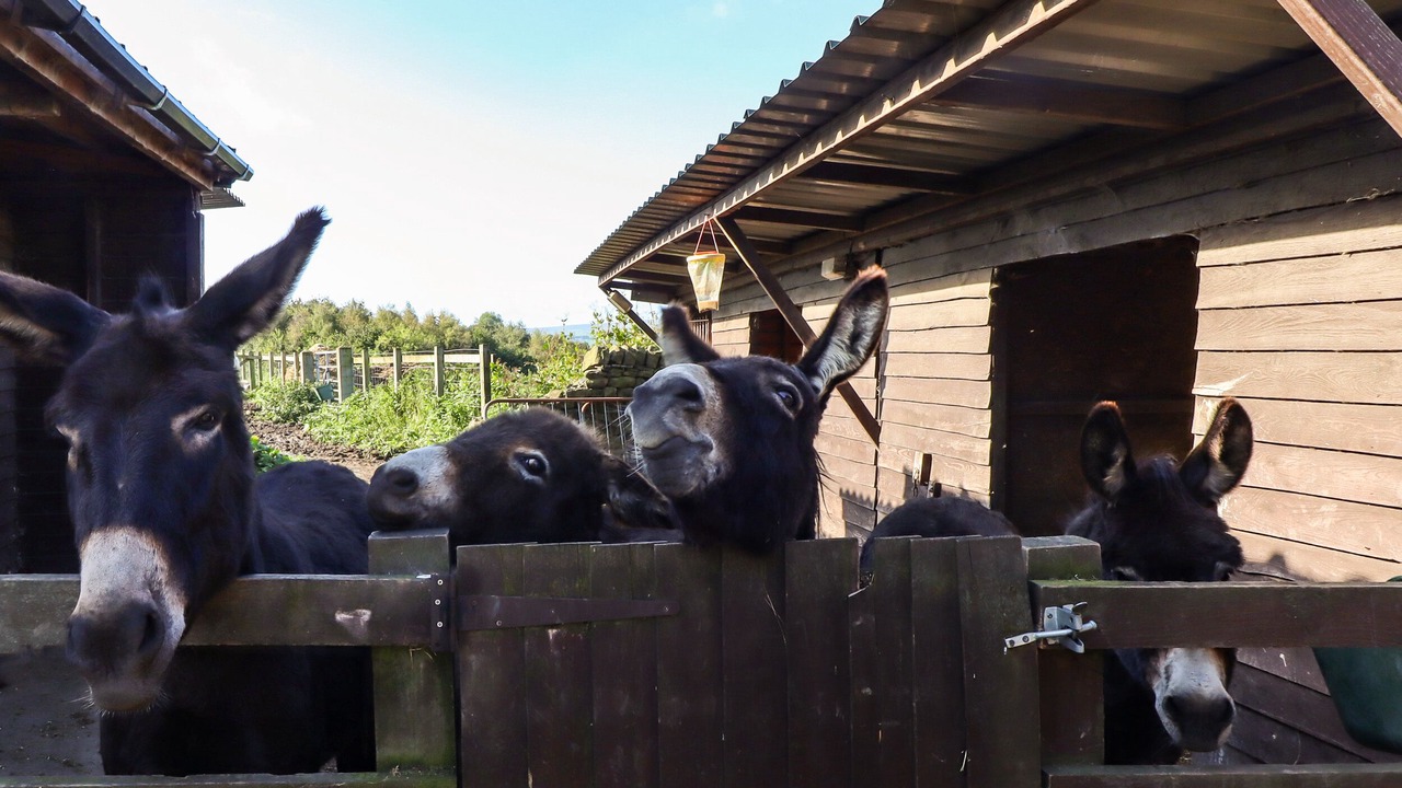 Photo of Others in Ingrow