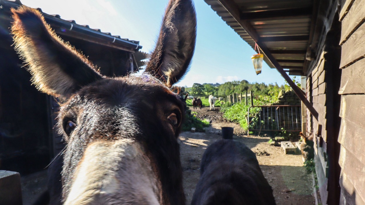 Photo of Others in Ingrow