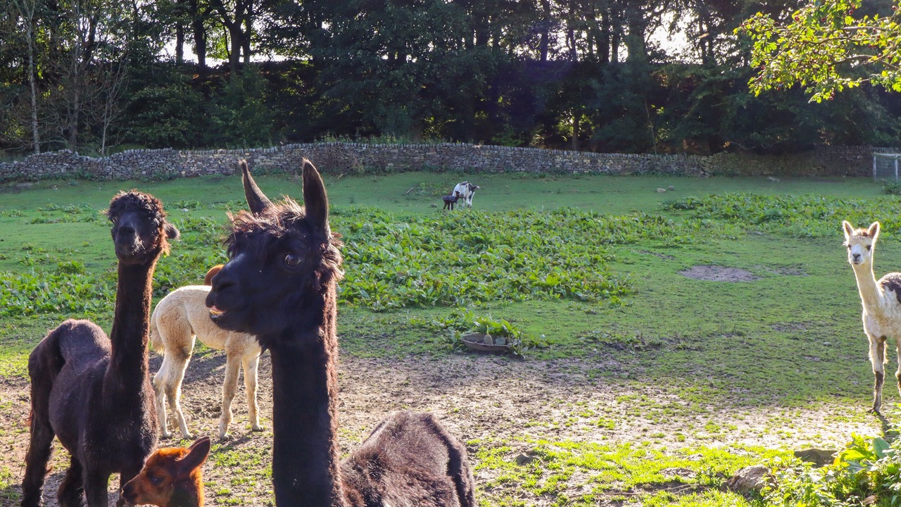 Photo of Others in Ingrow