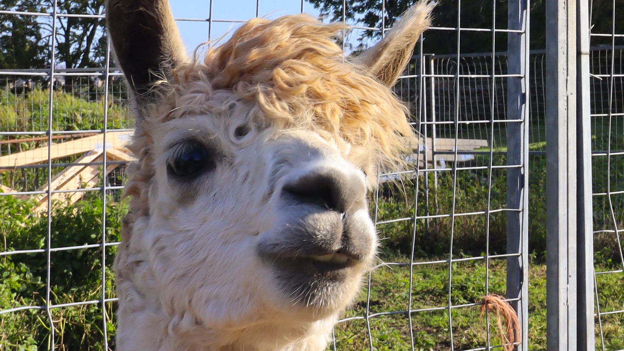 Photo of Others in Ingrow