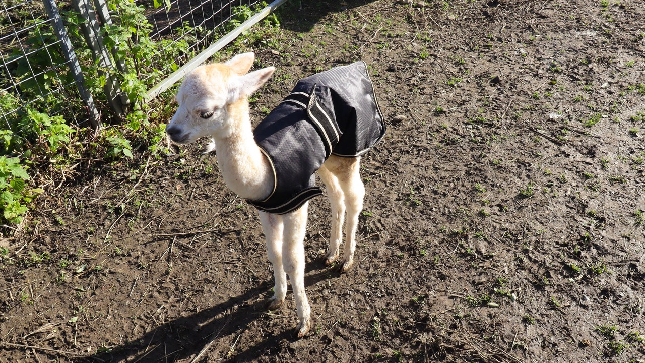 Photo of Others in Ingrow