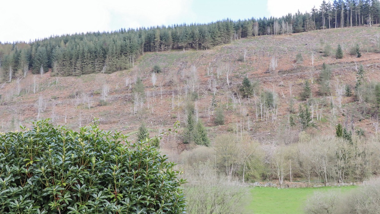 Photo of Others in Llanferres