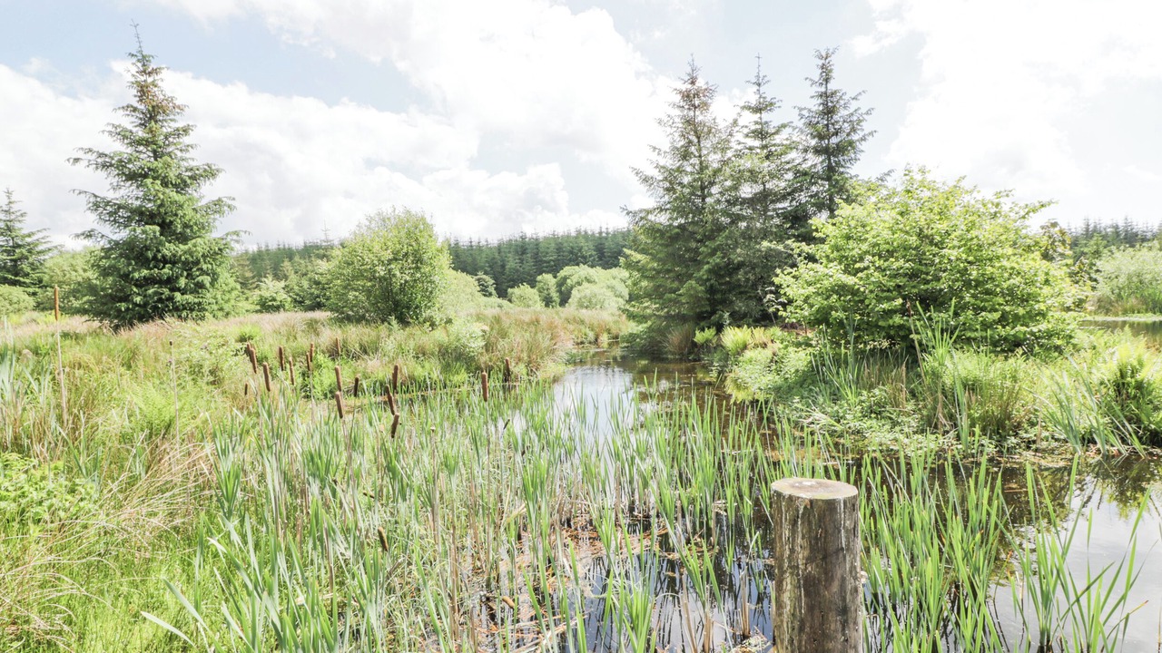 Photo of Others in Galloway Forest Park
