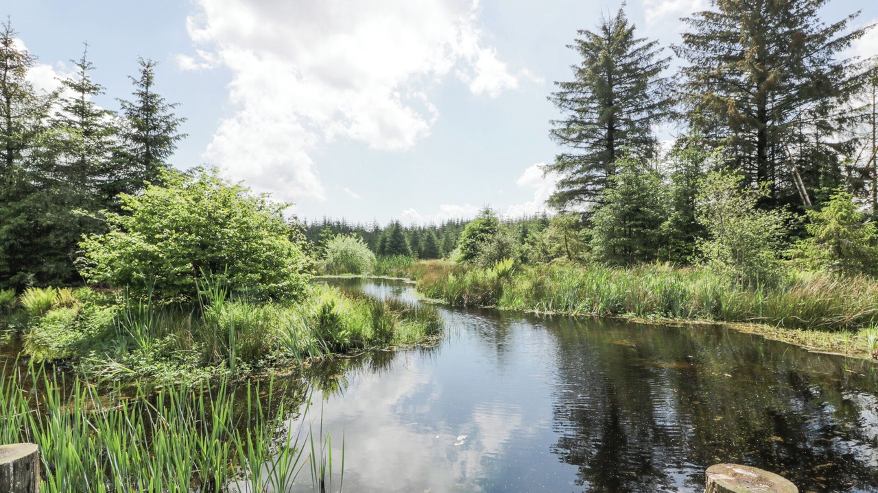 Photo of Others in Galloway Forest Park