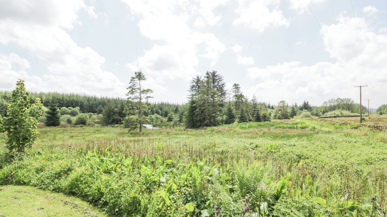 Photo of Others in Galloway Forest Park