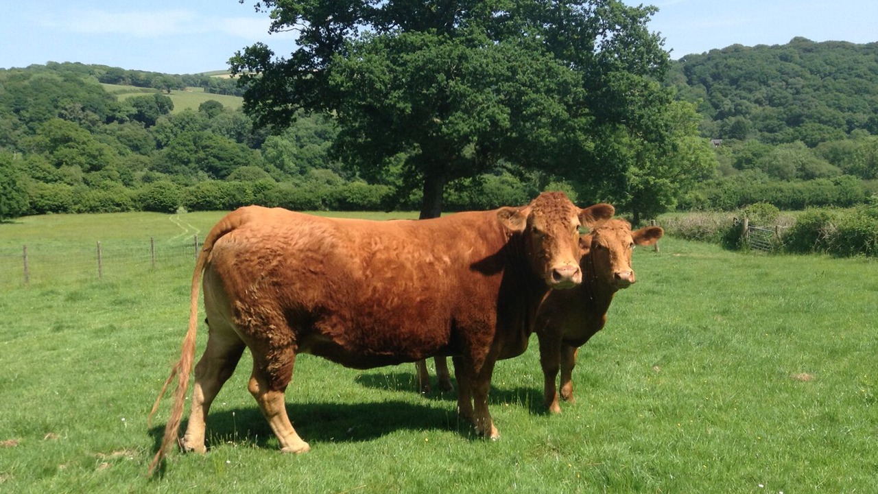 Photo of Others in Loddiswell