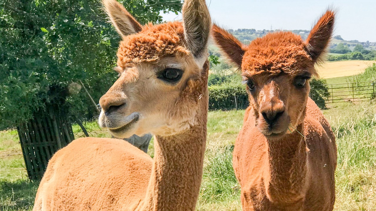 Photo of Others in Witton Gilbert