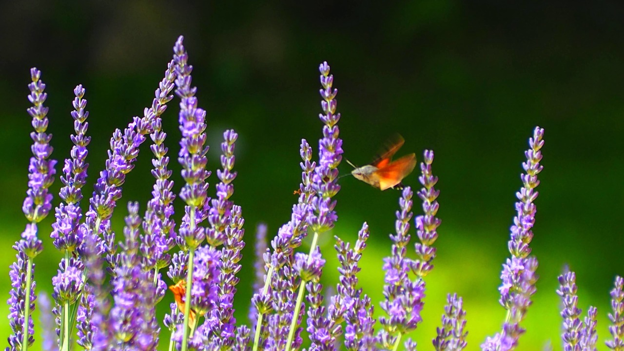 Photo of Outdoor in Grignols