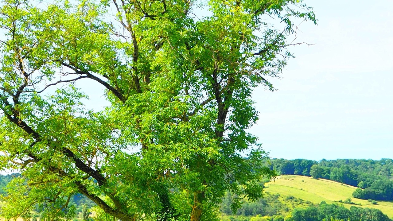 Photo of Outdoor in Grignols