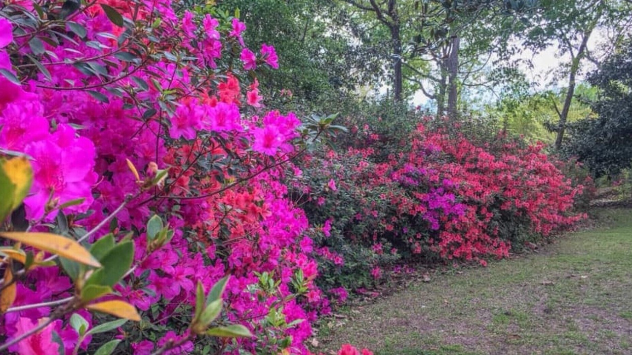 Photo of Outdoor in Natchez
