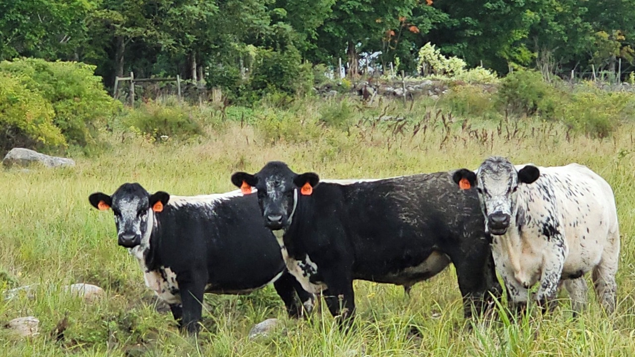 Photo of Outdoor in Shrewsbury