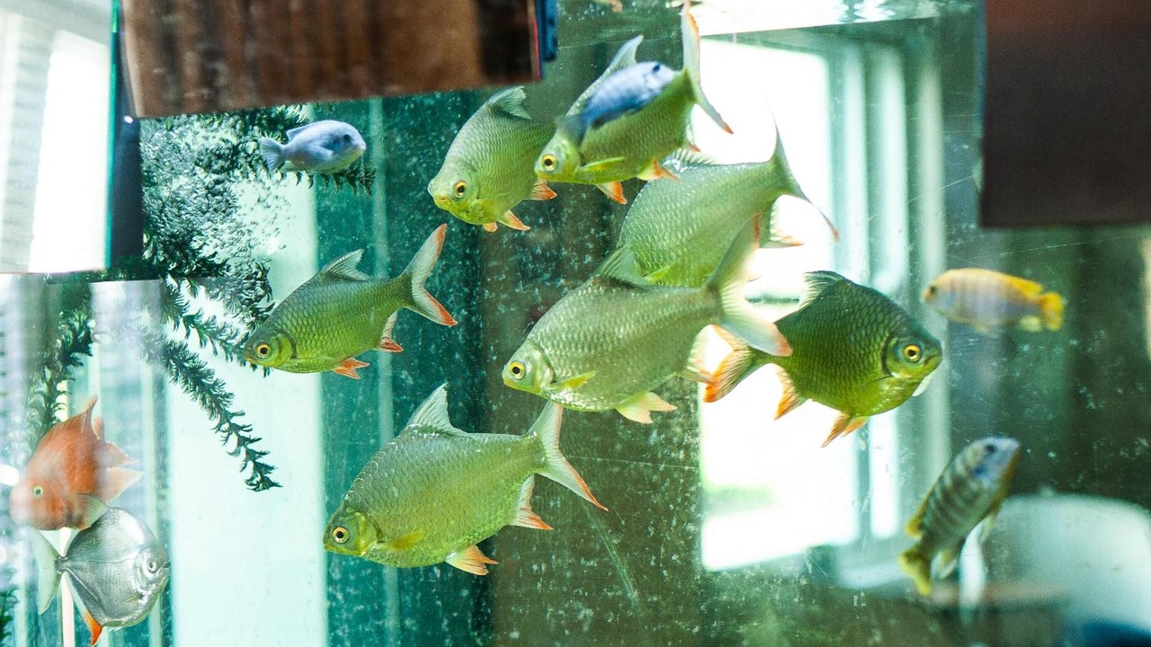 Photo of Others in Havering