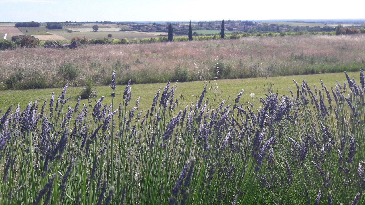Photo of Others in Mareuil