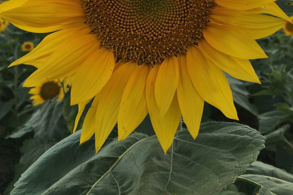 Photo of Outdoor in Ralston