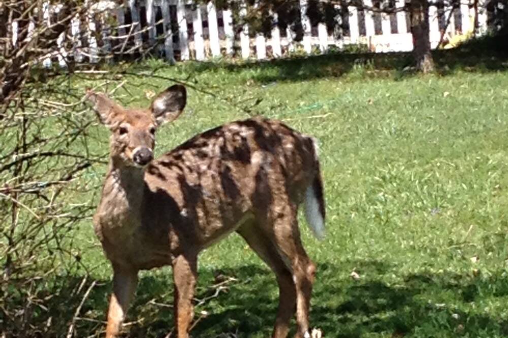 Photo of Outdoor in Ralston