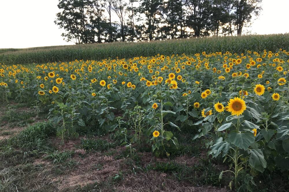 Photo of Outdoor in Ralston