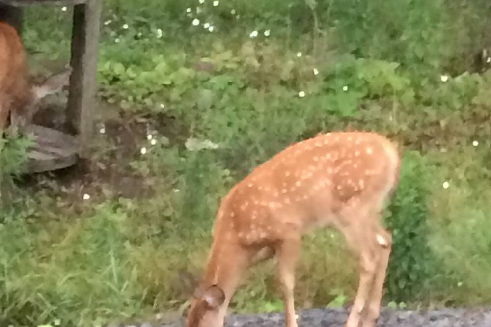 Photo of Others in Ralston