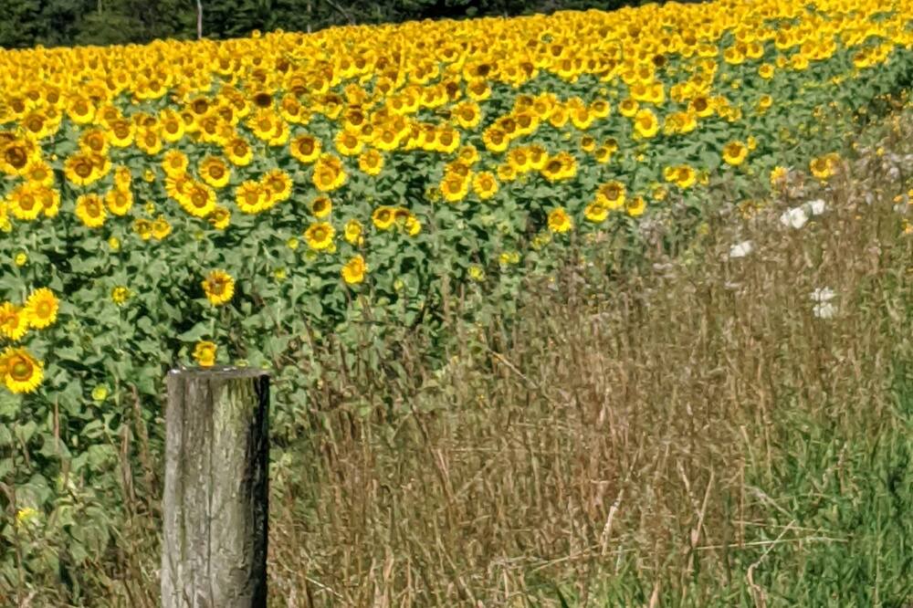 Photo of Outdoor in Ralston