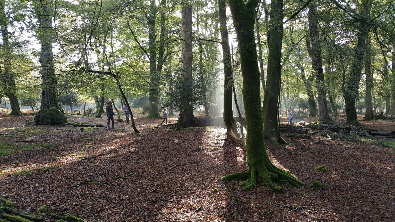 Photo of Outdoor in New Forest District