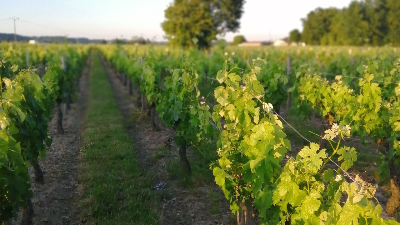 Photo of Bedroom in Vignonet