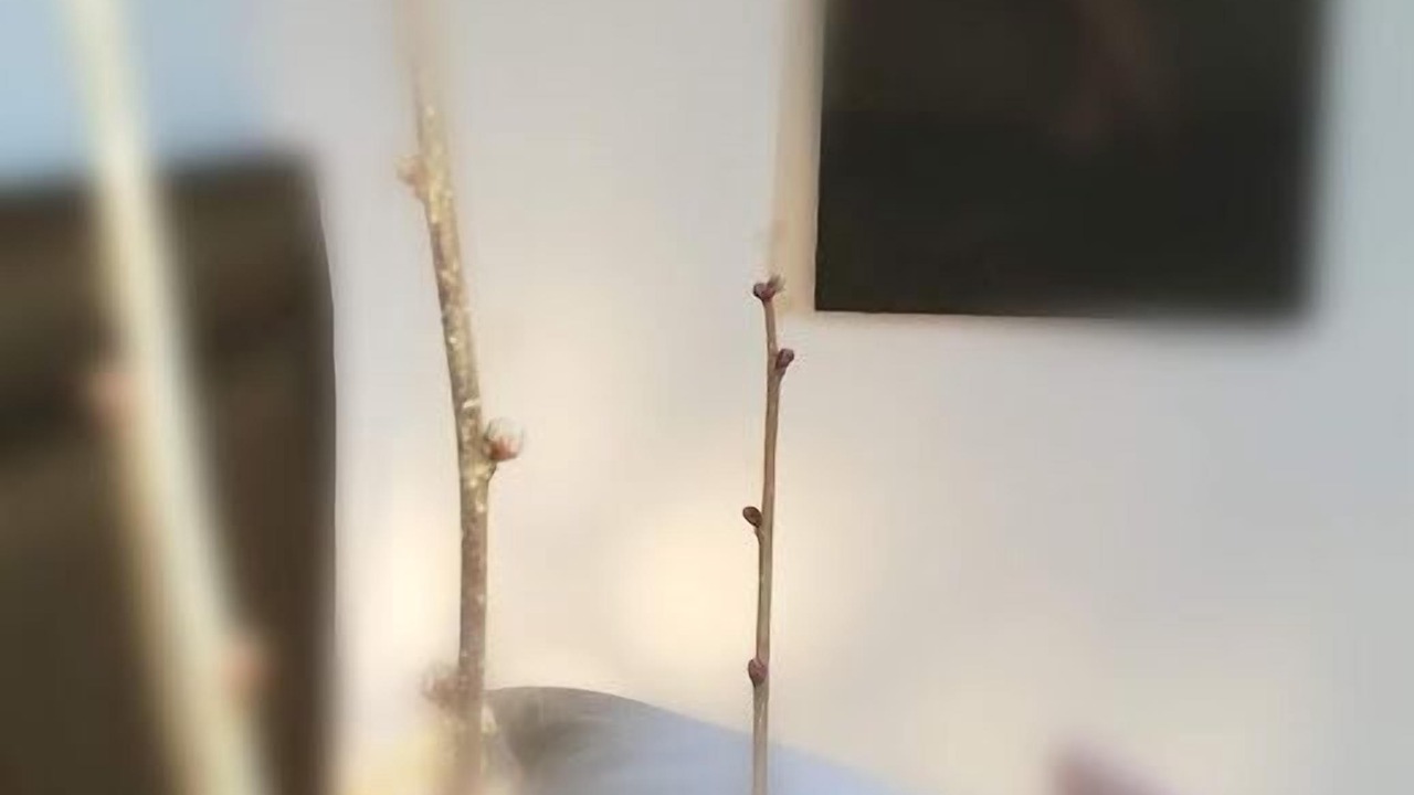 Photo of Bedroom in Salies-de-Bearn