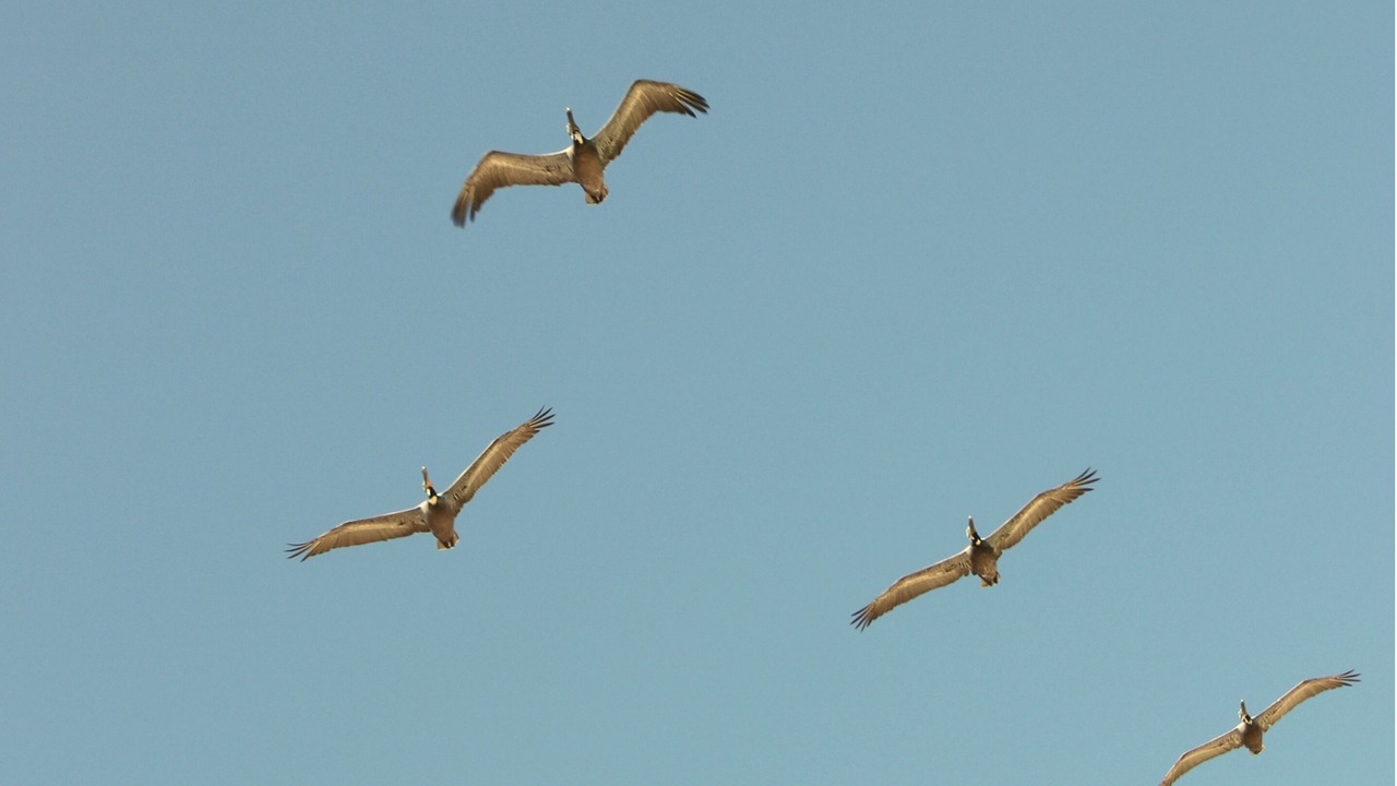 Photo of Others in San Felipe